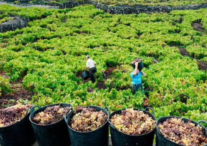 Viñedo de Teneguía.