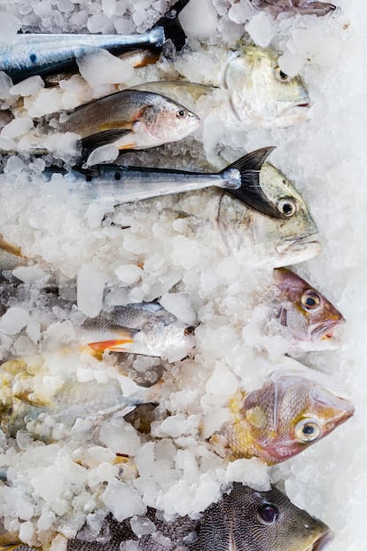 Los ojos blancos o grisáceos indican que el pescado lleva unos cinco días muerto (dos en el barco, otro hasta que llega a la pescadería y un par más sin ser vendido). 