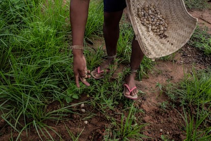 Una mujer xavante lanza semillas de 'Mirindiba do cerrado' (Buchenavia tomentosa Eichler) al suelo junto con otras en un sistema de plantación en consorcio llamado 'muvuca', en Ripá.