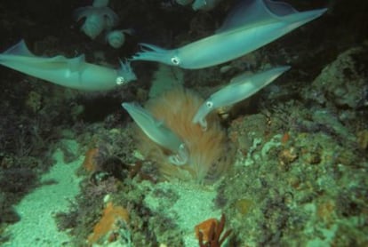 Calamares macho que rodean y tocan huevos puestos por hembras, con una feromona de contacto que dispara el comportamiento agresivo.