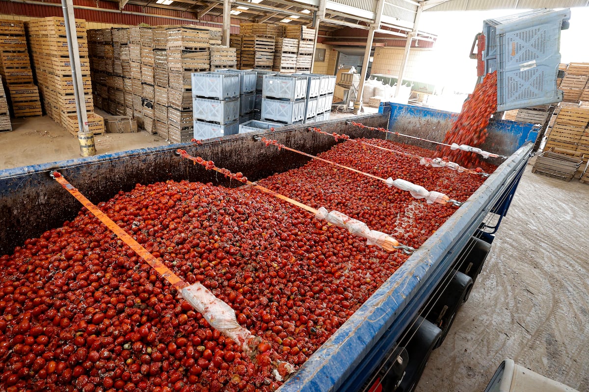 ‘La Tomatina’ lanzará en Buñol 120.000 kilos de tomates cultivados en Extremadura