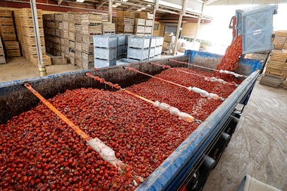 Los camiones cargan los 12.000 kilos de tomate en la nave de Buñol donde se almacenan para ser la munición de la Tomatina.