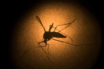 O mosquito Aedes aegypti, transmissor da dengue e do zika vírus.