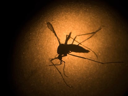 O mosquito Aedes aegypti, transmissor da dengue e do zika vírus.