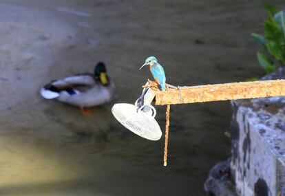 Una de las aves que se pueden ver en el Manzanares.