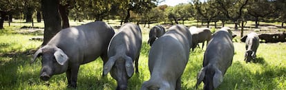 Cerdos ibéricos en una dehesa de Burguillos del Cerro, en la provincia de Badajoz.