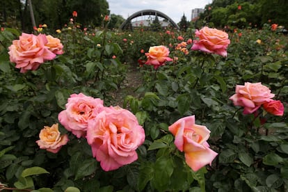 DNIPRO, UKRAINE - MAY 21, 2024 - Roses bloom in Lazar Hloba Park, Dnipro, central Ukraine. (Photo credit should read Mykola Miakshykov / Ukrinform/Future Publishing via Getty Images)