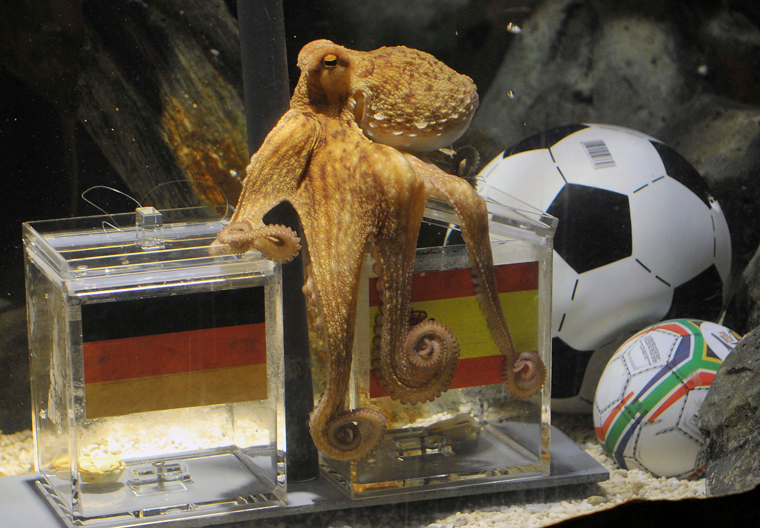 Así han cambiado las predicciones en el Mundial 2026: del Pulpo Paul al algoritmo de la IA