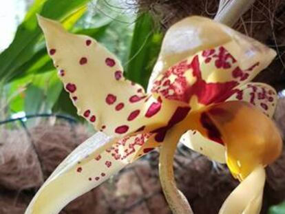 El ejemplar de orquídea 'stanhopea tigrina'.