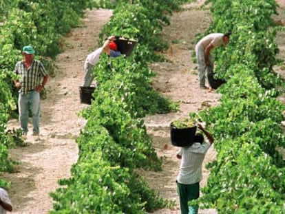 Vendimia en Jerez de la Frontera (Cádiz).