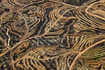 Plantación de palma aceitera en Borneo (Indonesia). Entre 1999 y 2015, la población de orangutanes en esta isla se redujo en más de 100.000 ejemplares (cerca de la mitad del total) por este cultivo.