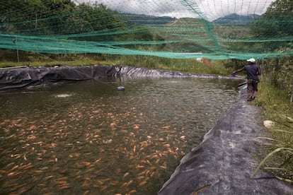 Alfredo Martínez, excombatiente de las FARC en proceso de reincorporación, da de comer a los peces en la finca La Elvira, en la convulsa región colombiana del Cauca. En esta zona se han puesto en marcha diversos proyectos productivos relacionados con la pesca y la cría de gallinas ponedoras para dar una alternativa de vida a los que dejaron las armas tras el acuerdo de paz entre las FARC y el Gobierno de Colombia, hace ahora cinco años.