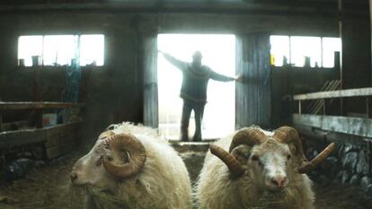 Fotograma de la pel·lícula islandesa 'Rams'.