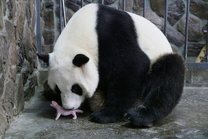 Una hembra panda junto a su cachorro recién nacido en un centro de cría de pandas gigantes, en Chengdu (China).