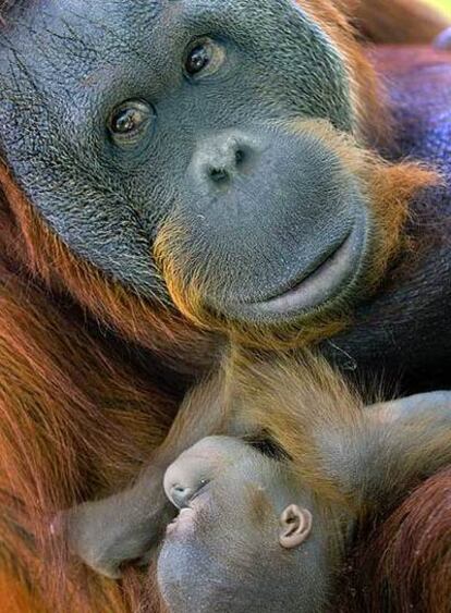 Una orangután y su cría en Barcelona.