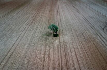 Un árbol solitario, este martes, en un campo labrado en las afueras de Fráncfort (Alemania).