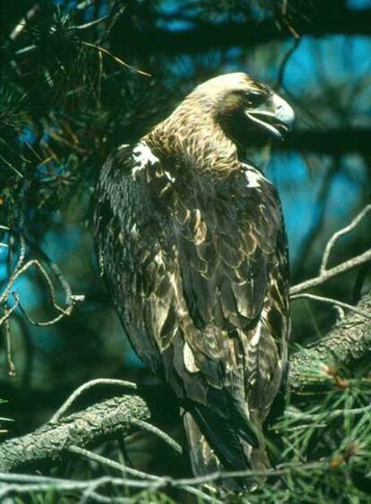 Un ejemplar de águila imperial.