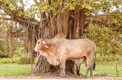 Le inondazioni sulle rive del fiume Magdalena hanno avuto ripercussioni sull'allevamento del bestiame nella zona, costringendo alla ricerca di nuove aree di pascolo e rendendo la carne più costosa.