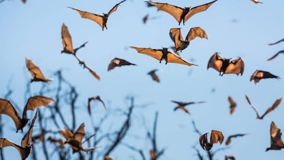 Murciélagos en el Parque Nacional Kasanka , Zambia.