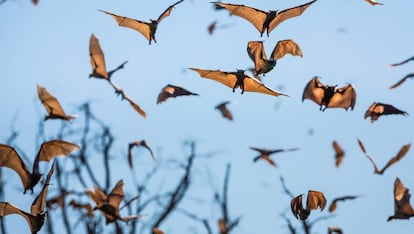 Murci&eacute;lagos en el Parque Nacional Kasanka , Zambia. 
 
 