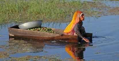 Una mujer recolecta castañas de agua, localmente conocidas como 'singada', en un charco en la localidad de Nasirabad (India).