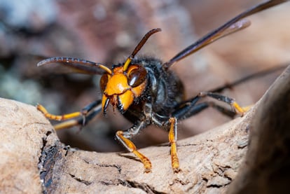 Una avispa asiática fotografiada en un jardín en Berga (Barcelona).