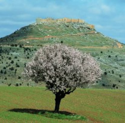 Vista del castillo de Gormaz.
