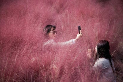 Una mujer se toma un selfi en un campo de Muhlenbergia Capillaris, en Hanam (Corea del Sur). El país ha decidido elevar los límites de asistencia de los alumnos a las aulas de los centros escolares, según anunció el Ministerio de Educación, en el marco de la relajación de las medidas para prevenir contagios de covid-19.