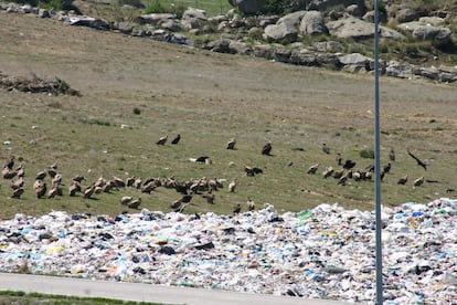 El buitre leonado es la carroñera que más ha sufrido la falta de cadáveres de animales en el campo.