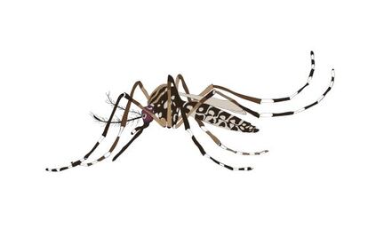 El mosquito Aedes aegypti, de la misma familia que el mosquito tigre, es transmisor del dengue y del chikunguña en América Latina.