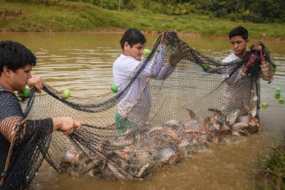 paiche pirarucú