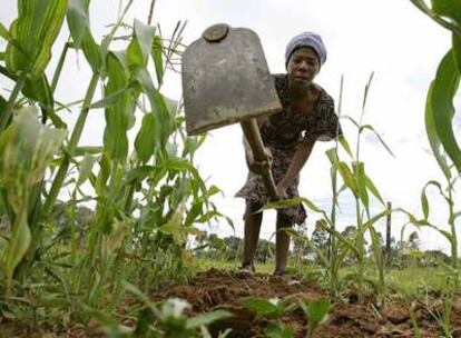 El que fuera el granero de África tiene hoy un crecimiento negativo en el apartado agrícola.