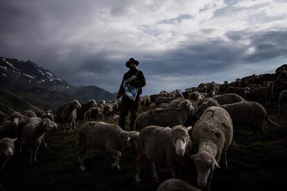 Desde su primera temporada en los Alpes, Gaétan se encontró "cara a cara" con un lobo. "Estuvo rondando durante una semana", recuerda. "Las ovejas estaban tan aterradas que tumbaron una cerca".