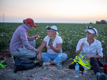 Trabajadoras en Lebrija (Sevilla) en julio, dedicadas a recoger cebollas.
