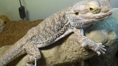 Ejemplar de dragón barbudo (Pogona vitticeps).