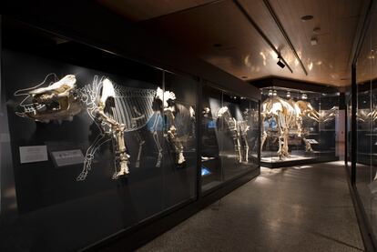 Exposición de fósiles en el Museo Arqueológico y Paleontológico Regional en Alcalá de Henares.