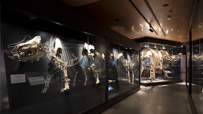 Exposición de fósiles en el Museo Arqueológico y Paleontológico Regional en Alcalá de Henares.