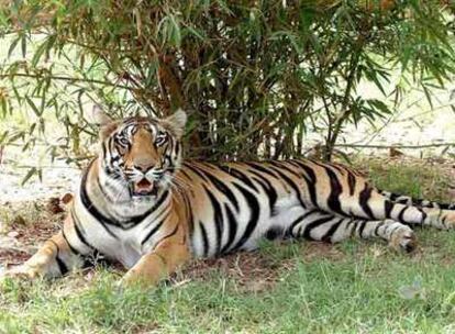 Un tigre en Bhopal (India).