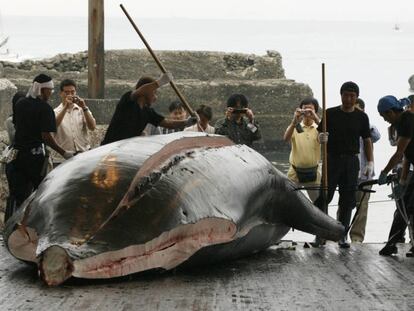 Ejemplar de ballena del género 'Berardius' despiezado en el puerto de Wada, al sudeste de Tokio, en 2008.