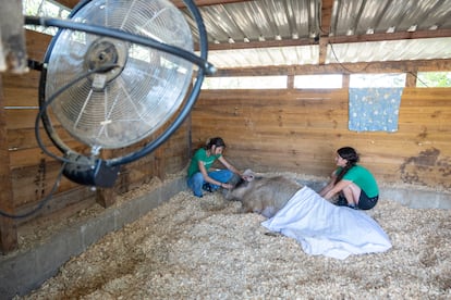 Laura Luengo y la veterinaria del santuario refrescan con una sábana húmeda a Baku, uno de los cerdos veteranos que ya cuenta con problemas de movilidad.