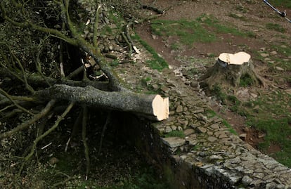 Arce de 200 años ‘Sycamore Gap’