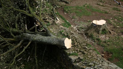 Vista del 'Sycamore Gap' tras ser derribado, en septiembre de 2023.