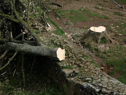 Arce de 200 años ‘Sycamore Gap’