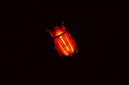 Esta imagen muestra la visión de un escarabajo, capaz de percibir la luz polarizada. "Son una de las pocas especies que puede ver y reflejar la luz polarizada circular", explicó el doctor Pike, responsable de la exposición. "Tenemos la sospecha de que es probablemente algún tipo de canal de comunicación oculta".