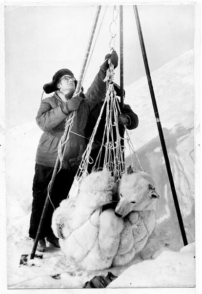 Stas Biélikov, compañero de expedición de Shentalinski, pesa una osa en una foto del libro 'Mi amor, la osa blanca'.