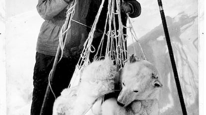 Stas Biélikov, compañero de expedición de Shentalinski, pesa una osa en una foto del libro 'Mi amor, la osa blanca'.