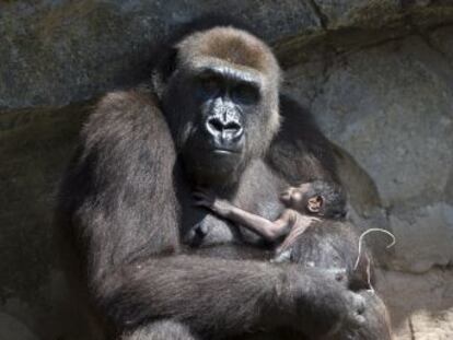Los gorilas son una de las especies con mayor amenaza de extinción y están catalogados en peligro crítico