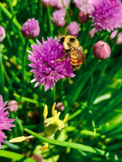 Un abejorro 'Bombus rufocinctus' en una flor de cebollino.