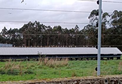 Fotografía distribuida por la Fundación Franz Weber de gaviotas en la granja de visones de Carral.