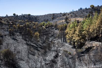 Zona afectada por el incendio en Colera (Girona), este sábado